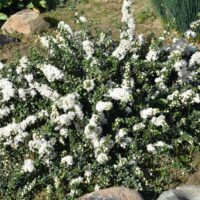 Ceanothus maritimus ‘Popcorn’