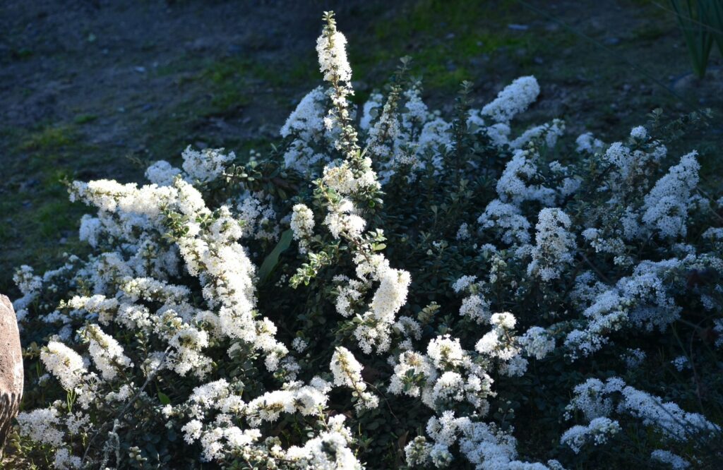 Ceanothus maritimus 'Popcorn' - Santa Barbara ceanothus