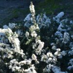 Ceanothus maritimus 'Popcorn' - Santa Barbara ceanothus