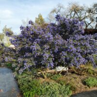Ceanothus ‘Antonette’