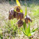 Fritillaria affinis - checker lily