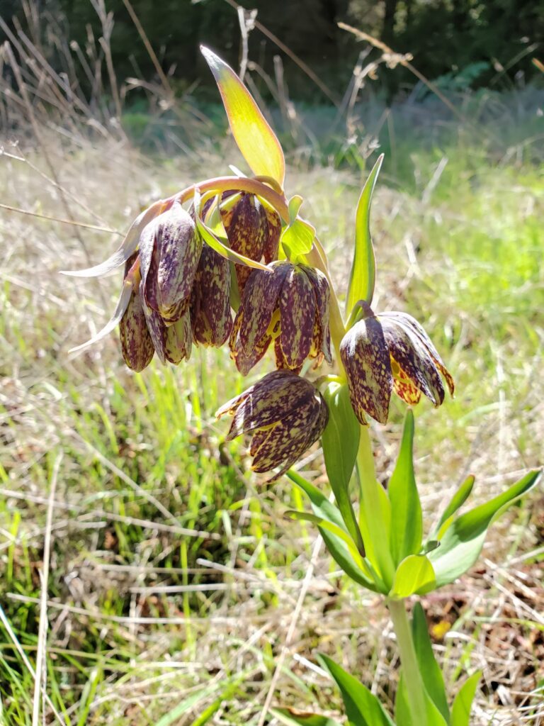 Fritillaria affinis - checker lily