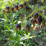 Fritillaria affinis - checker lily