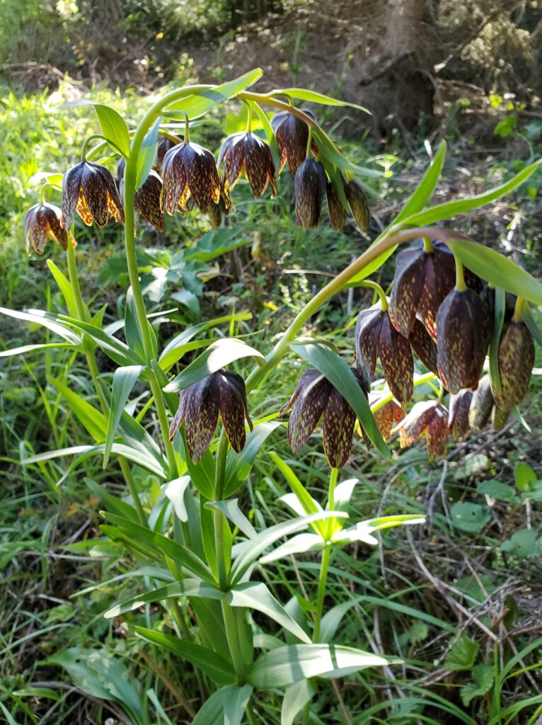Fritillaria affinis - checker lily