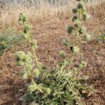 Phacelia imbricata - imbricate phacelia