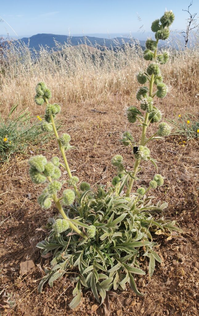 Phacelia imbricata - imbricate phacelia