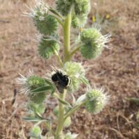 Phacelia imbricata - imbricate phacelia
