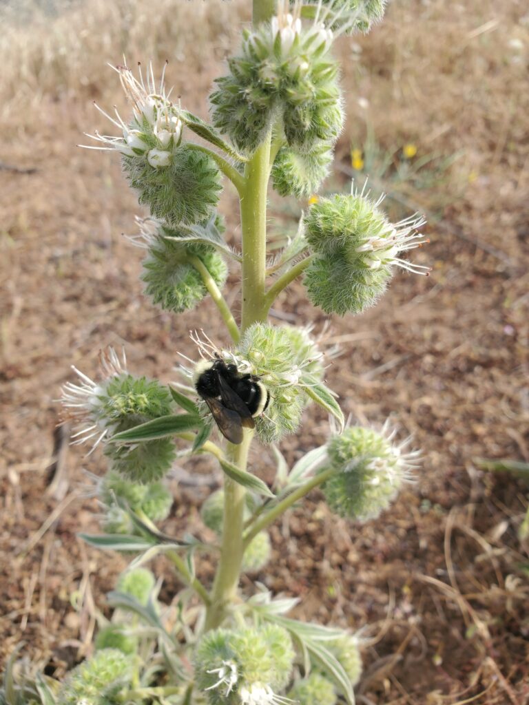 Phacelia imbricata - imbricate phacelia