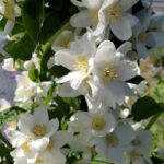 Philadelphus lewisii 'Covelo' - western mock orange