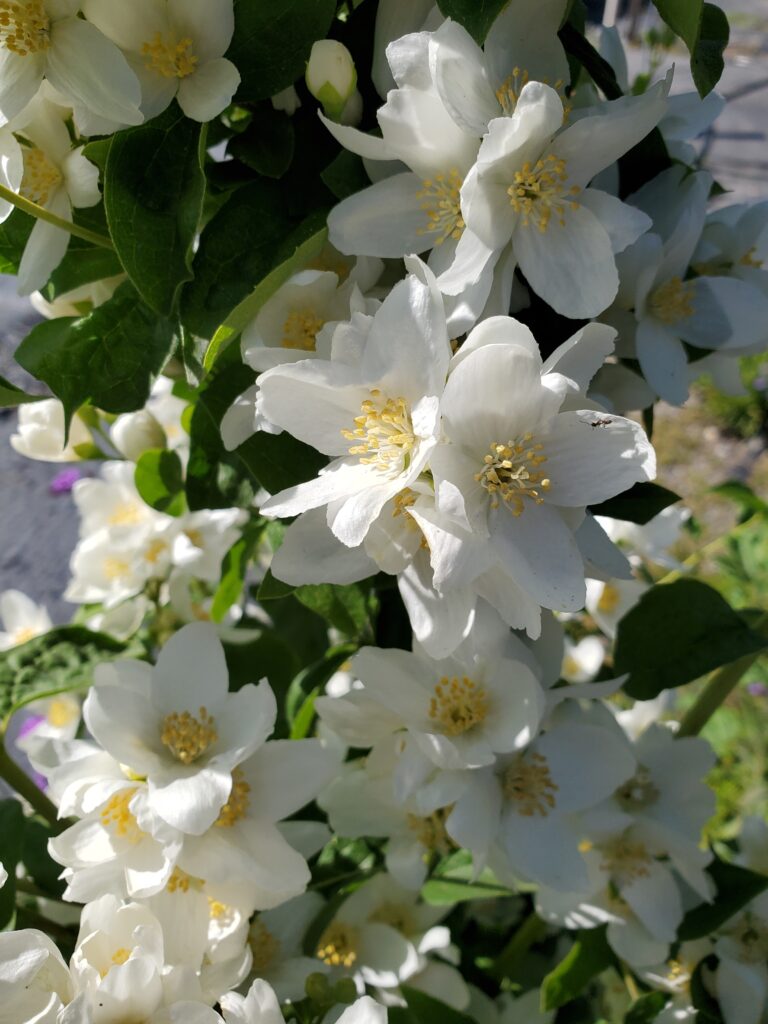 Philadelphus lewisii 'Covelo' - western mock orange