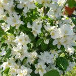 Philadelphus lewisii 'Covelo' - western mock orange