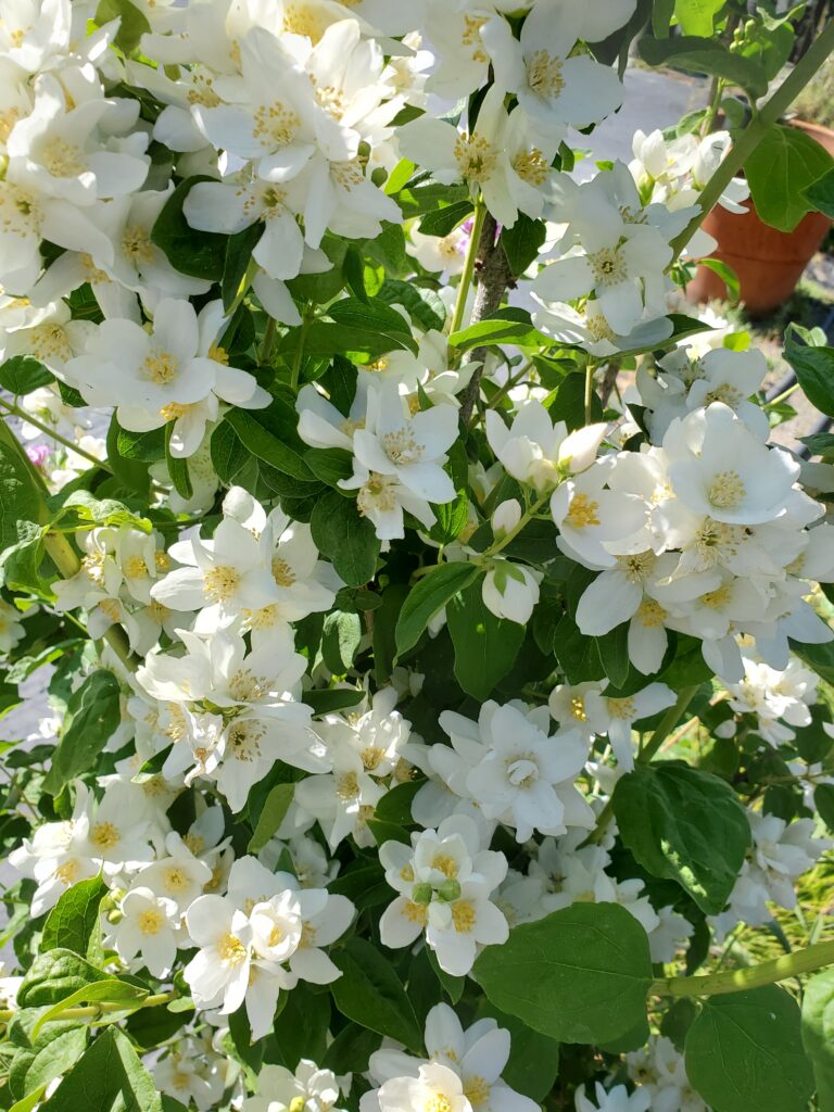 Philadelphus lewisii 'Covelo' - western mock orange