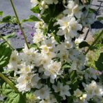 Philadelphus lewisii 'Covelo' - western mock orange