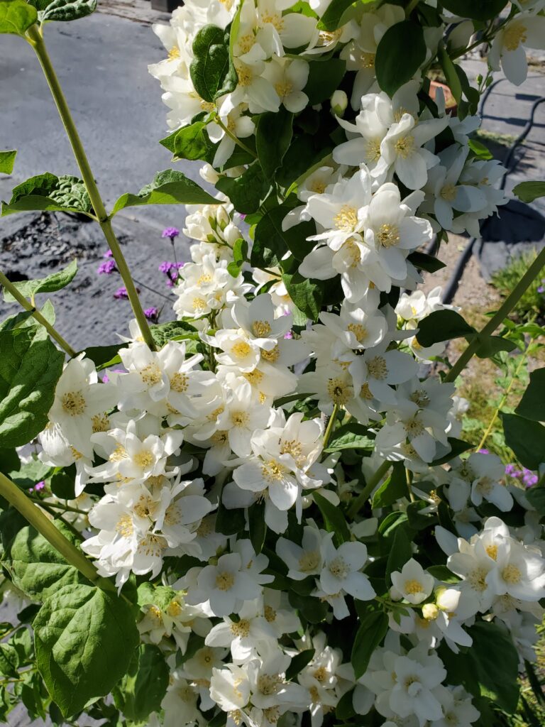 Philadelphus lewisii 'Covelo' - western mock orange