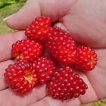 Rubus spectabilis - salmonberry