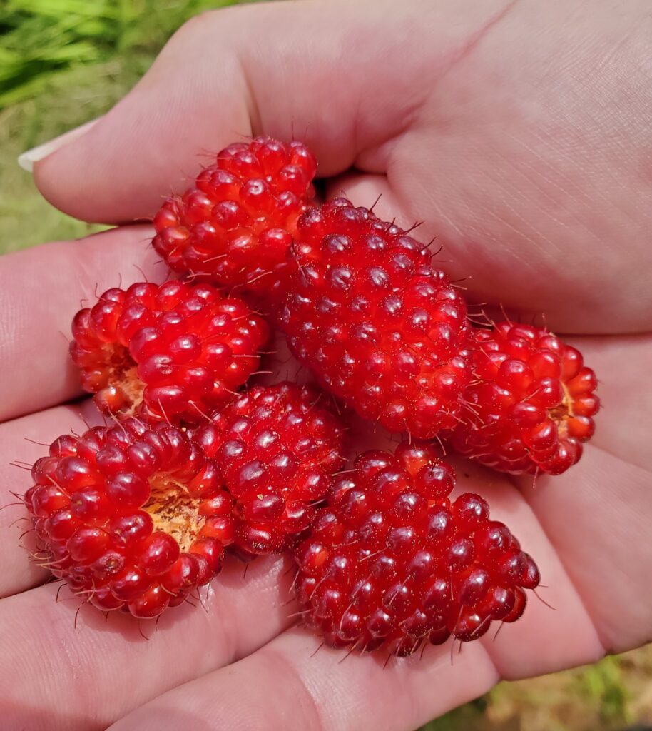 Rubus spectabilis - salmonberry