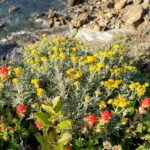 Eriophyllum staechadifolium - lizard tail