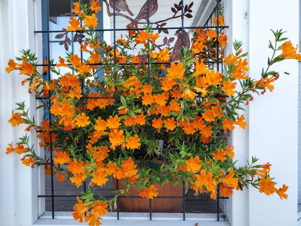 Diplacus (Mimulus) 'Jelly Bean Orange' - monkeyflower