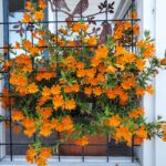 Diplacus (Mimulus) 'Jelly Bean Orange' - monkeyflower