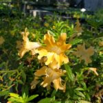 Diplacus (Mimulus) 'Willits Apricot' - monkeyflower