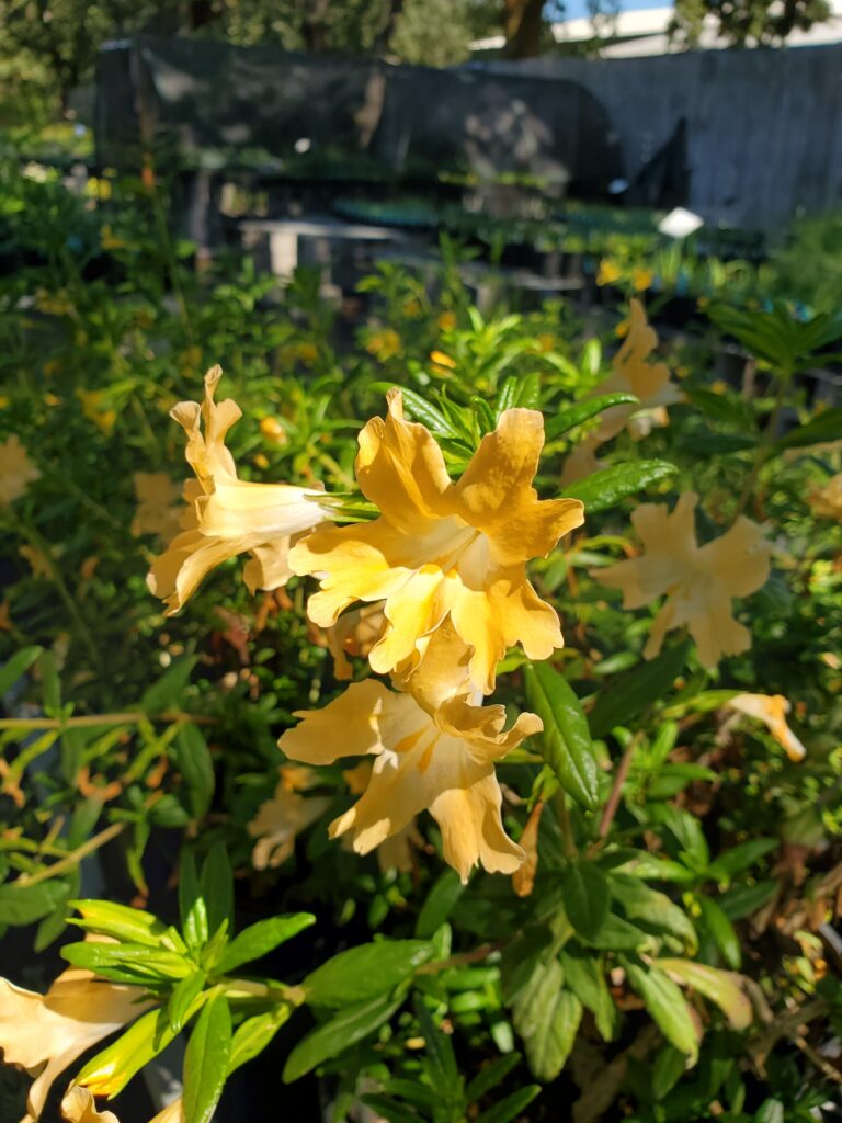 Diplacus (Mimulus) 'Willits Apricot' - monkeyflower