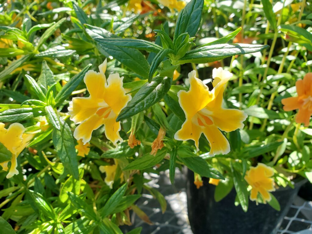Diplacus (Mimulus) 'Pamela' - monkeyflower