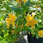 Diplacus (Mimulus) 'Pamela' - monkeyflower