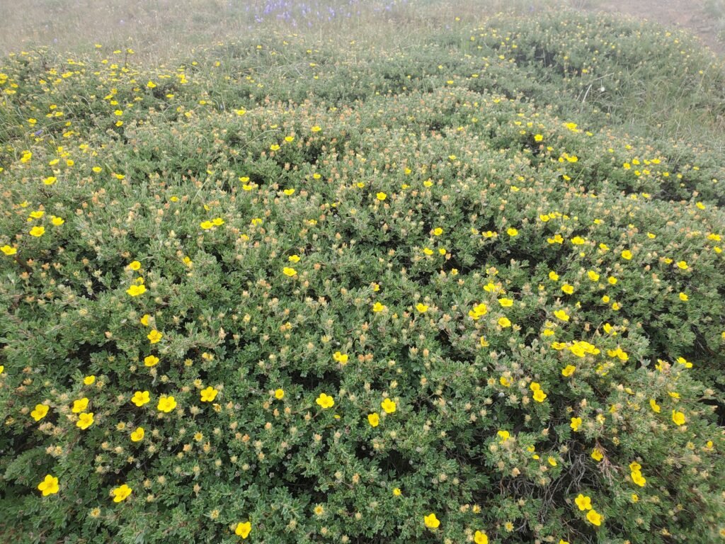 Potentilla (Dasiphora) fruticosa - shrubby cinquefoil