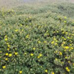 Potentilla (Dasiphora) fruticosa - shrubby cinquefoil