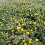 Potentilla (Dasiphora) fruticosa - shrubby cinquefoil