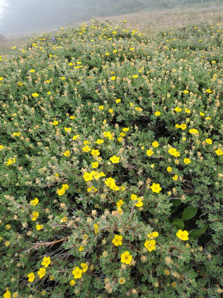 Potentilla (Dasiphora) fruticosa - shrubby cinquefoil