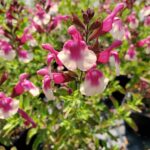 Salvia greggii 'Mirage Rose Bicolor' - sage