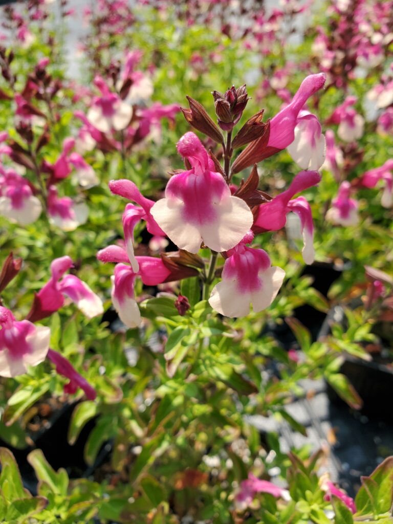 Salvia greggii 'Mirage Rose Bicolor' - sage