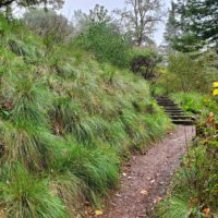 Festuca californica