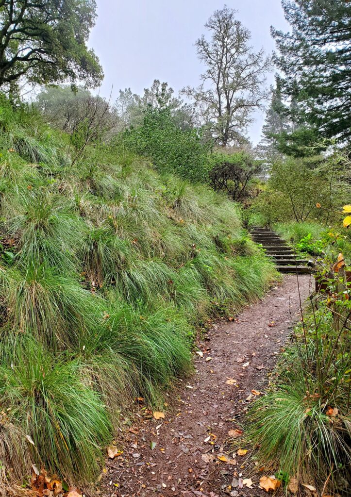 Festuca californica - California fescue