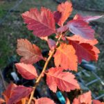 Crataegus gaylussacia - Klamath hawthorn