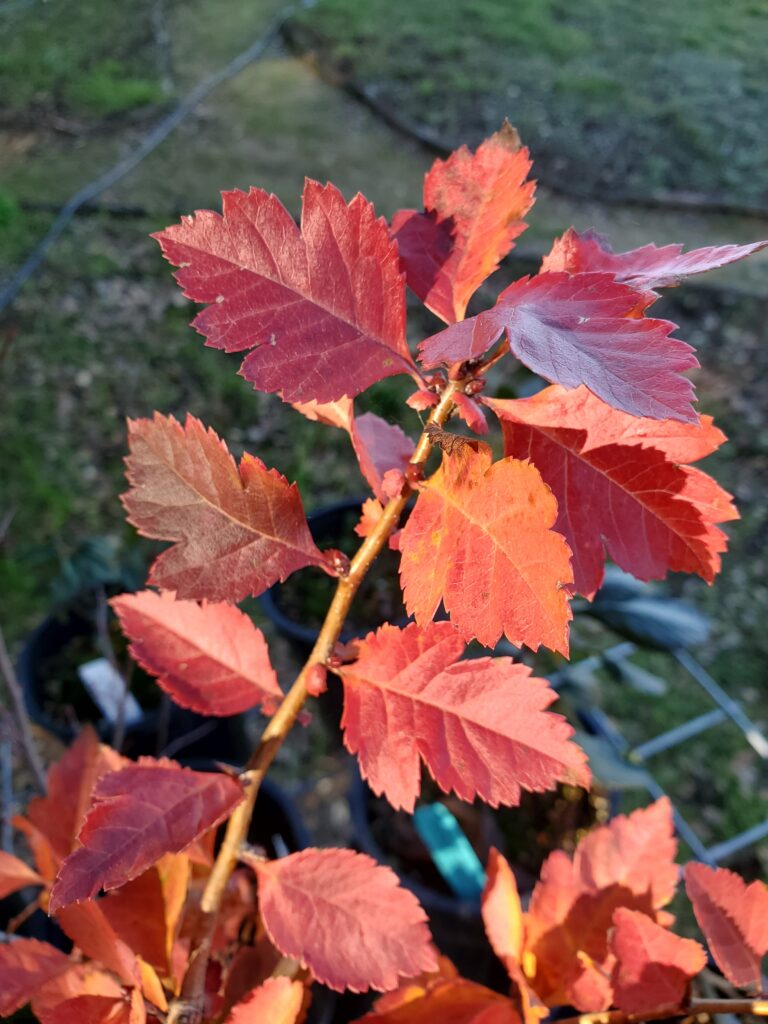 Crataegus gaylussacia - Klamath hawthorn