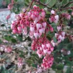 Arctostaphylos montereyensis - Monterey manzanita
