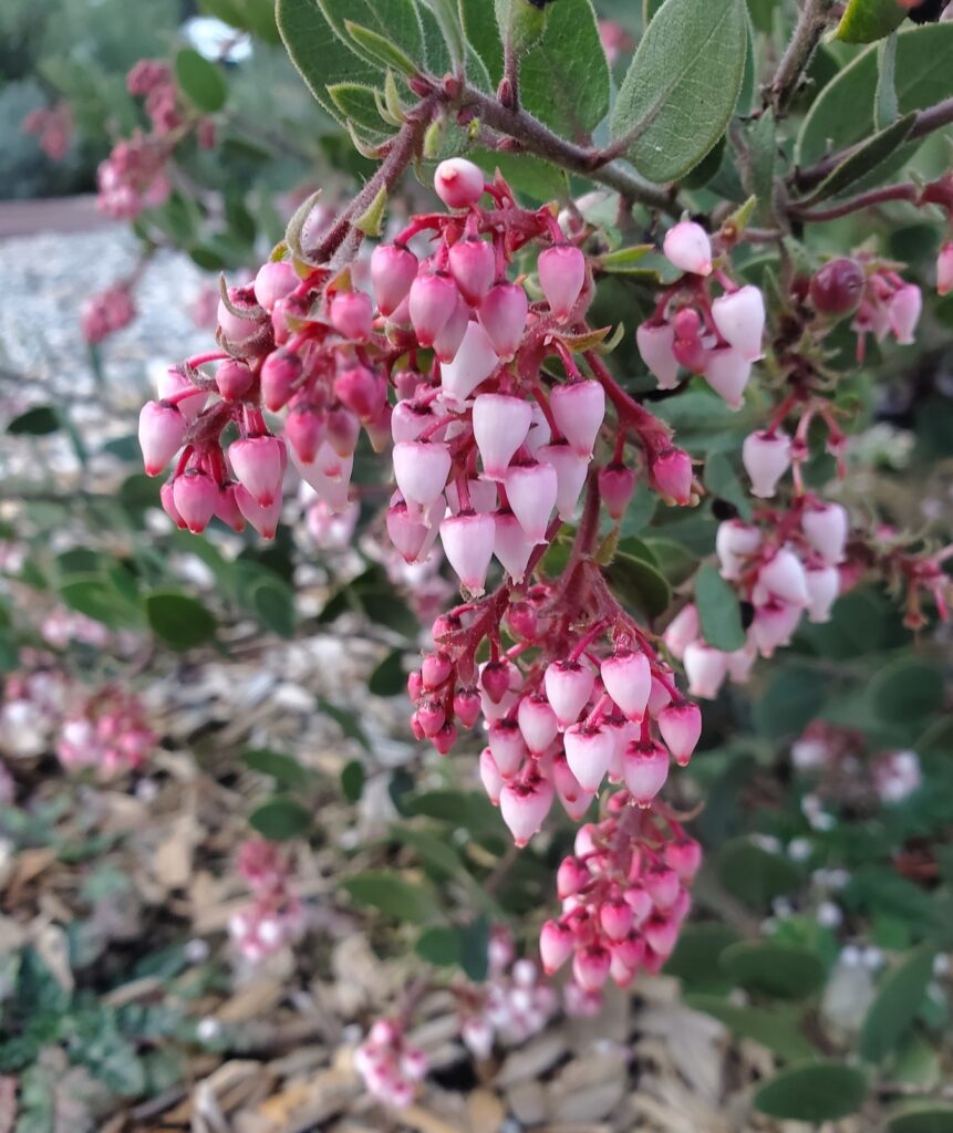 Arctostaphylos montereyensis - Monterey manzanita