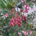 Arctostaphylos montereyensis - Monterey manzanita