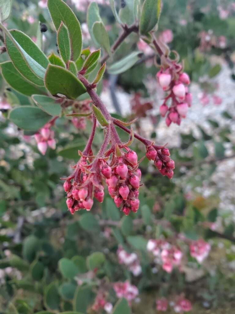 Arctostaphylos montereyensis - Monterey manzanita
