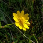 Ranunculus californicus - California buttercup