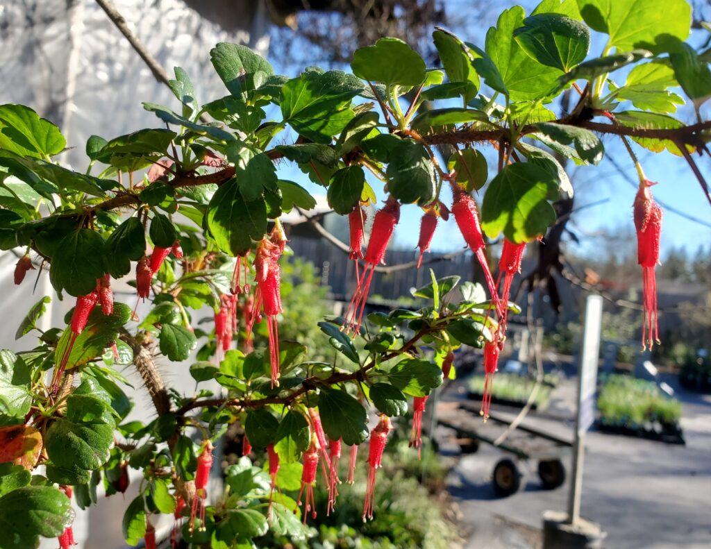Ribes speciosum - fuchsia-flowered gooseberry