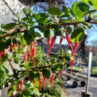 Ribes speciosum