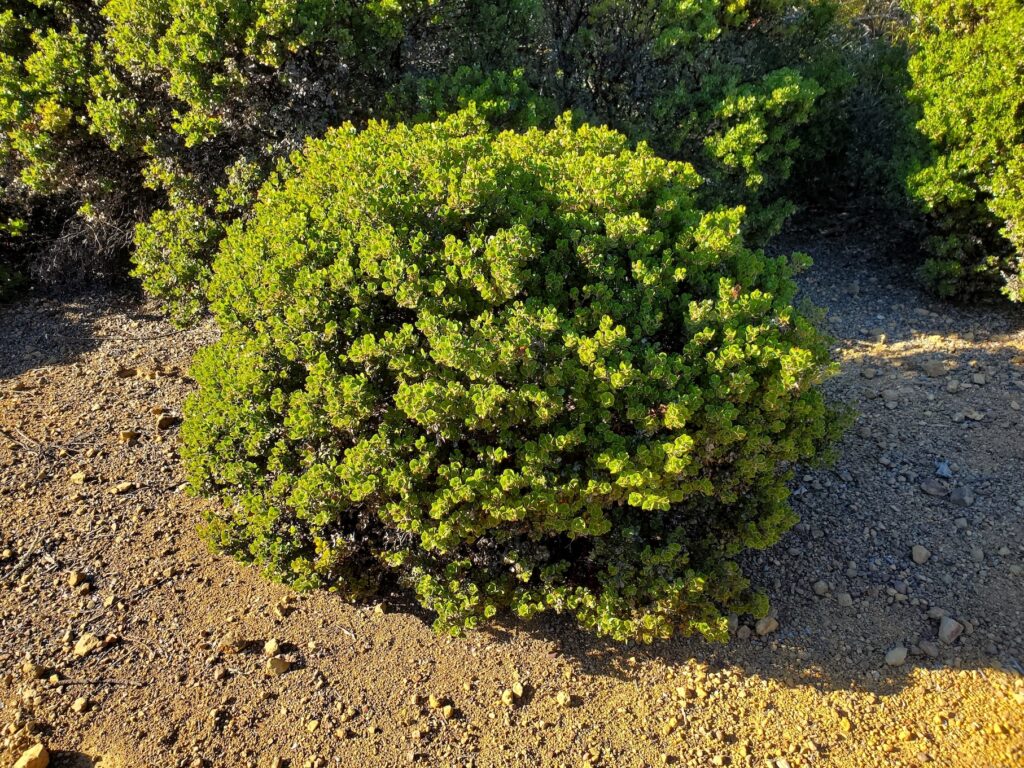 Arctostaphylos sensitiva - glossyleaf manzanita