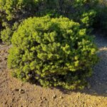 Arctostaphylos sensitiva - glossyleaf manzanita