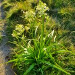 Toxicoscordion fremontii - Fremont's star lily