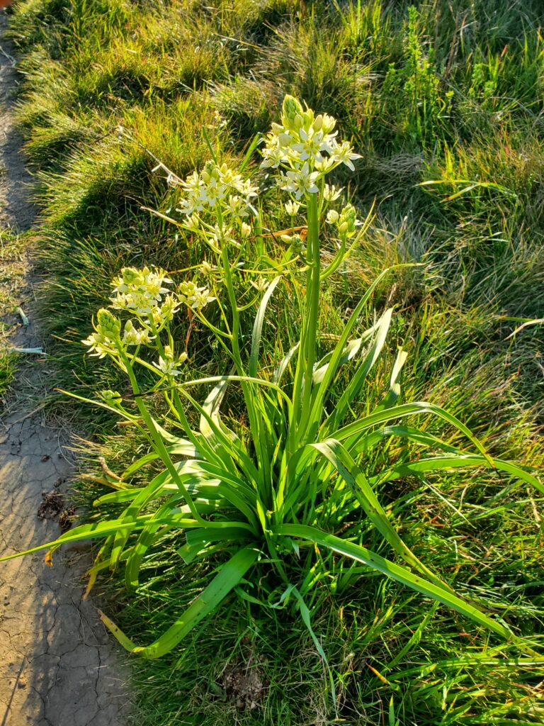 Toxicoscordion fremontii - Fremont's star lily