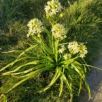 Toxicoscordion fremontii - Fremont's star lily