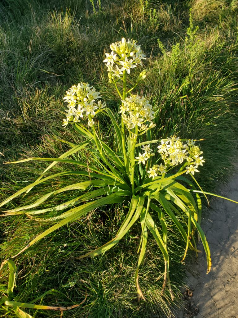 Toxicoscordion fremontii - Fremont's star lily
